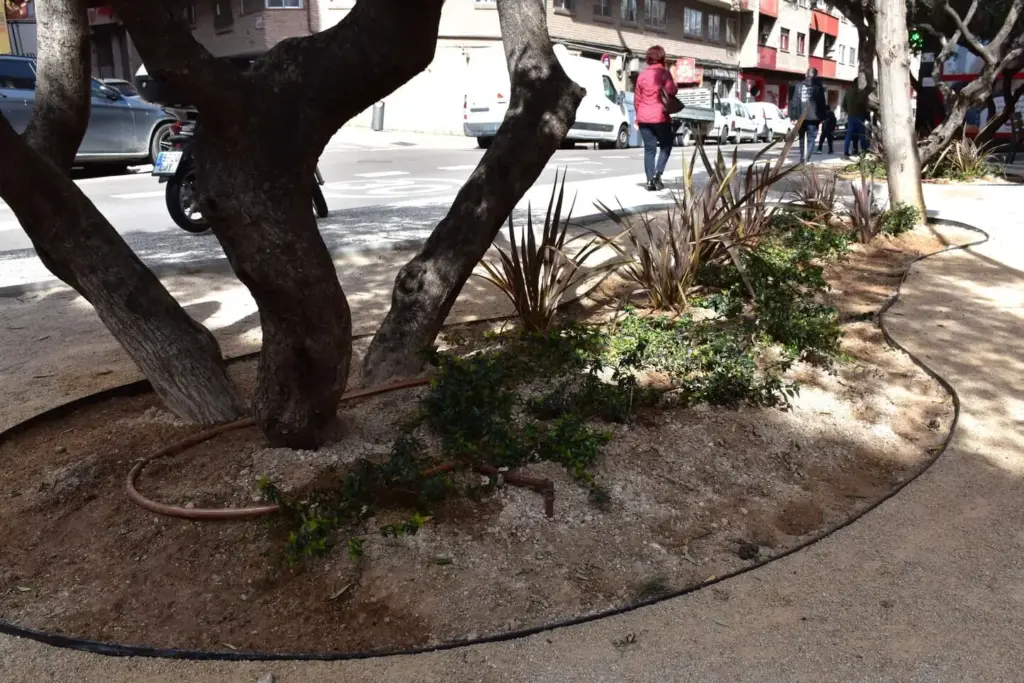 Primer plano de las 30 unidades de arbustos autóctonos plantados para mejorar la calidad ambiental y estética de la plazoleta.